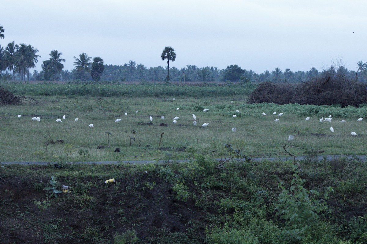 Eastern Cattle-Egret - ML286310731