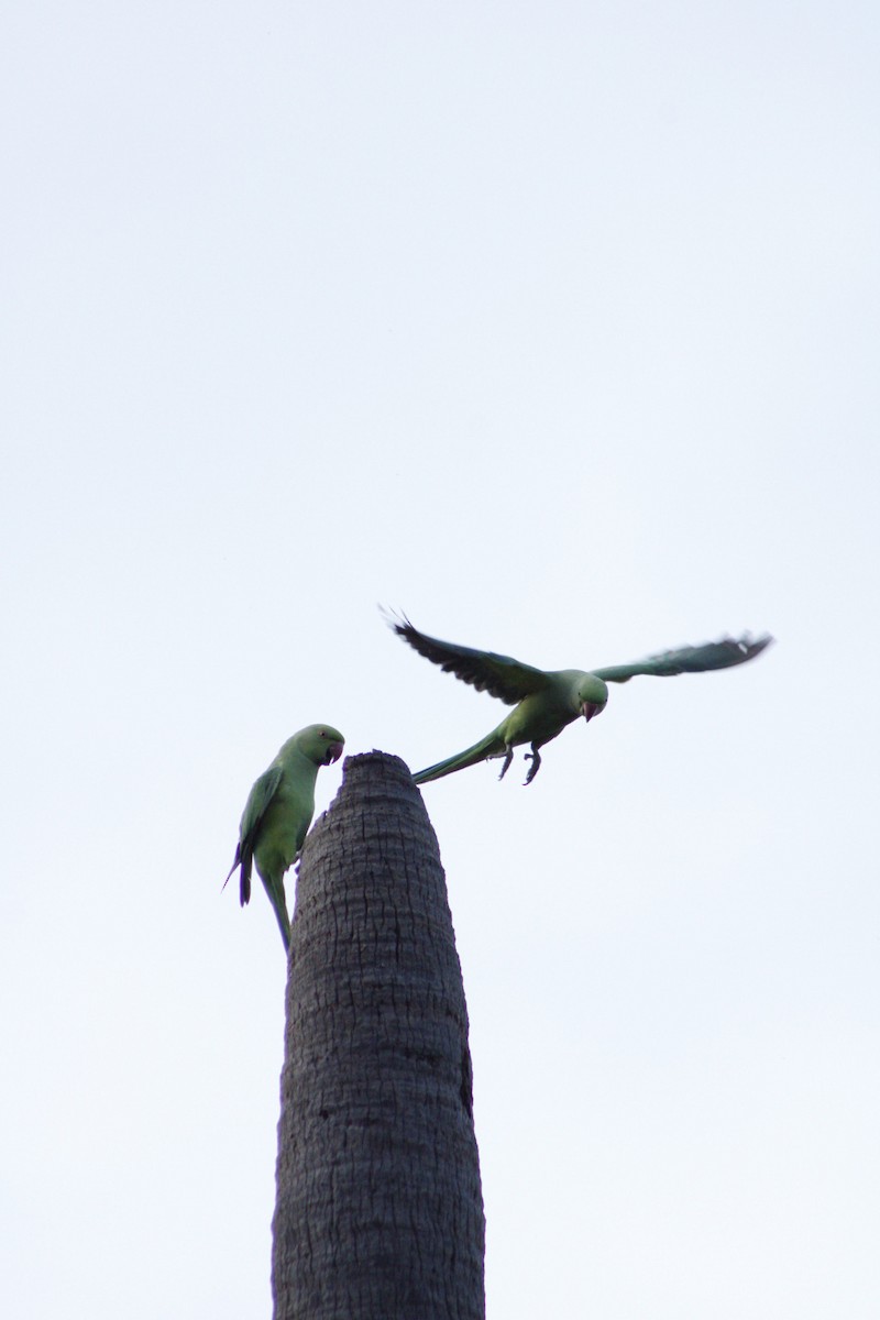 Rose-ringed Parakeet - ML286311071