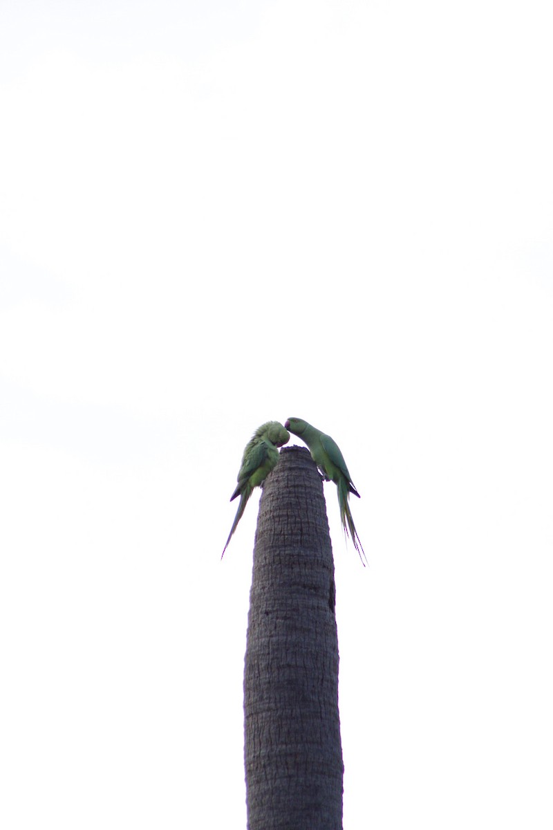 Rose-ringed Parakeet - ML286311081