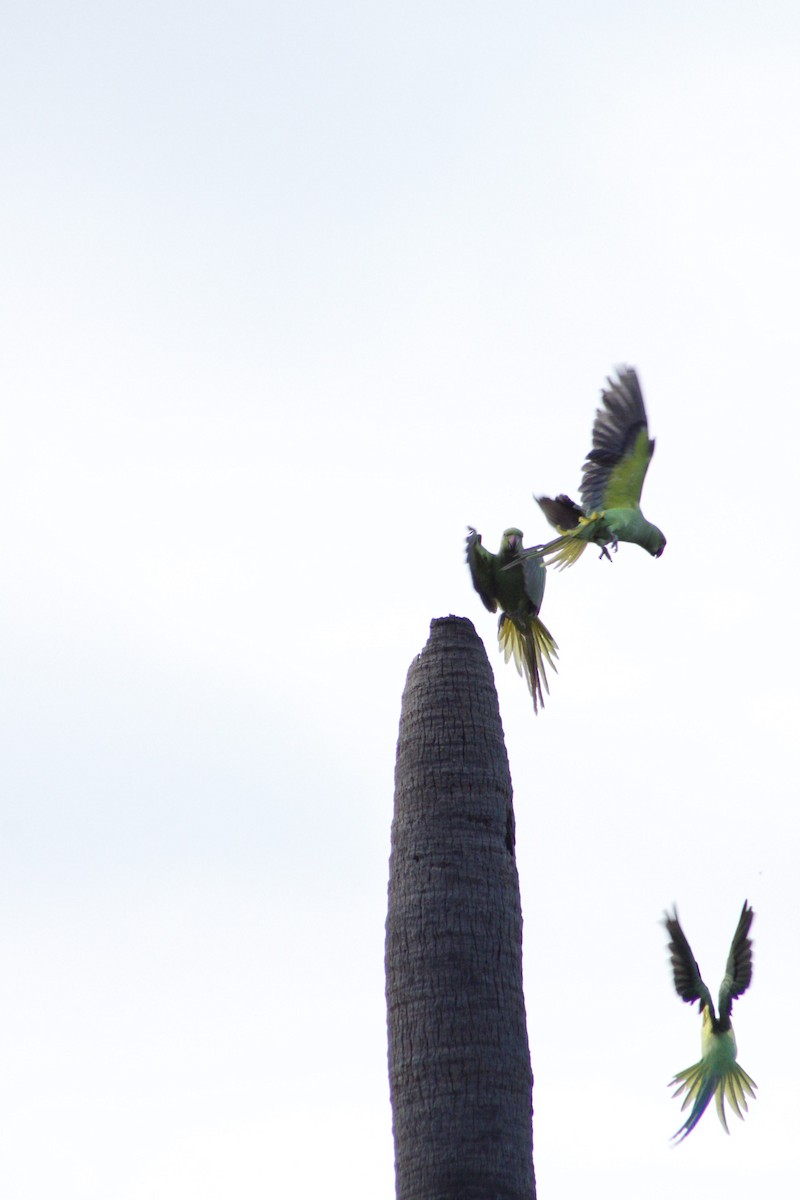 Rose-ringed Parakeet - ML286311091