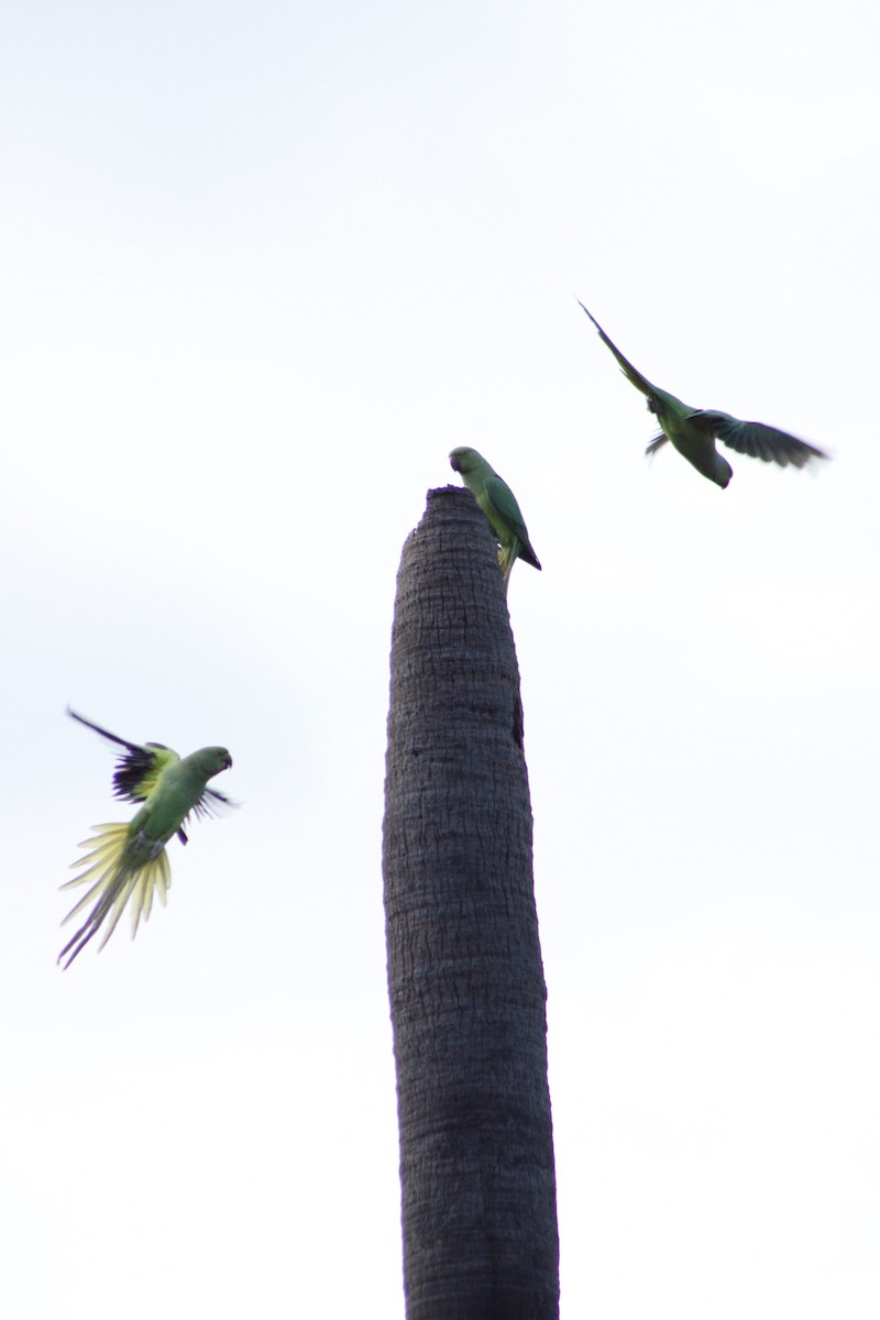 Rose-ringed Parakeet - ML286311101