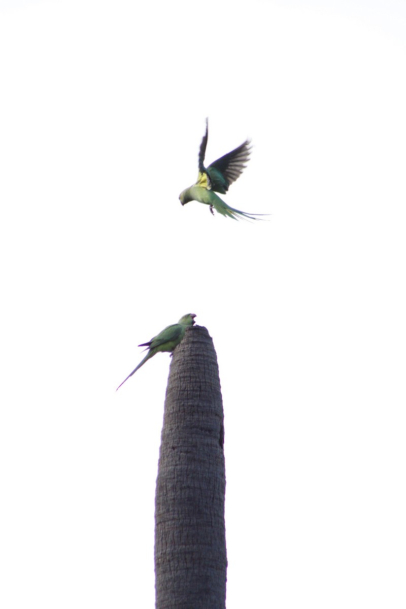 Rose-ringed Parakeet - ML286311111