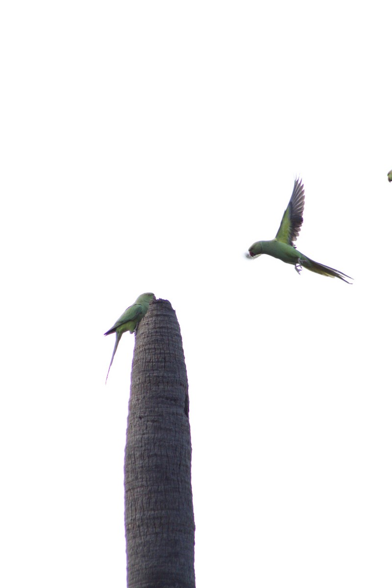 Rose-ringed Parakeet - ML286311121