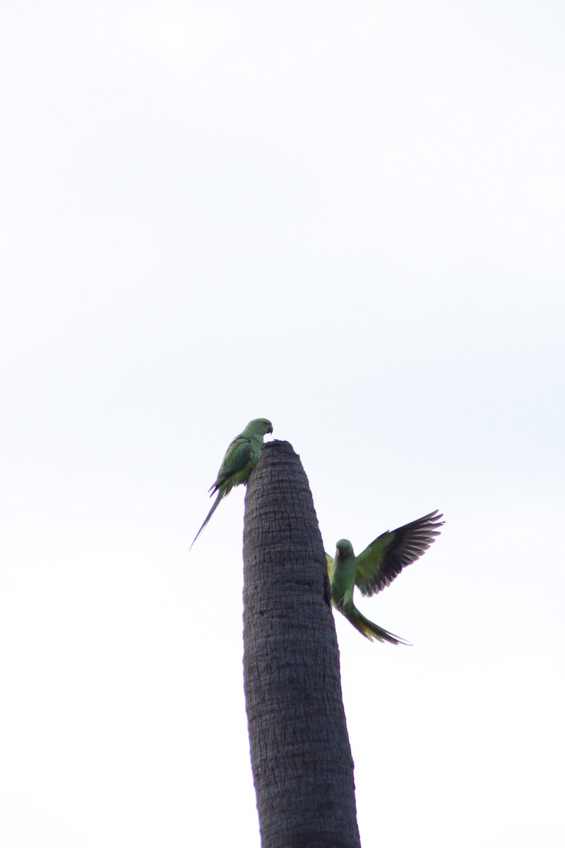 Rose-ringed Parakeet - ML286311131