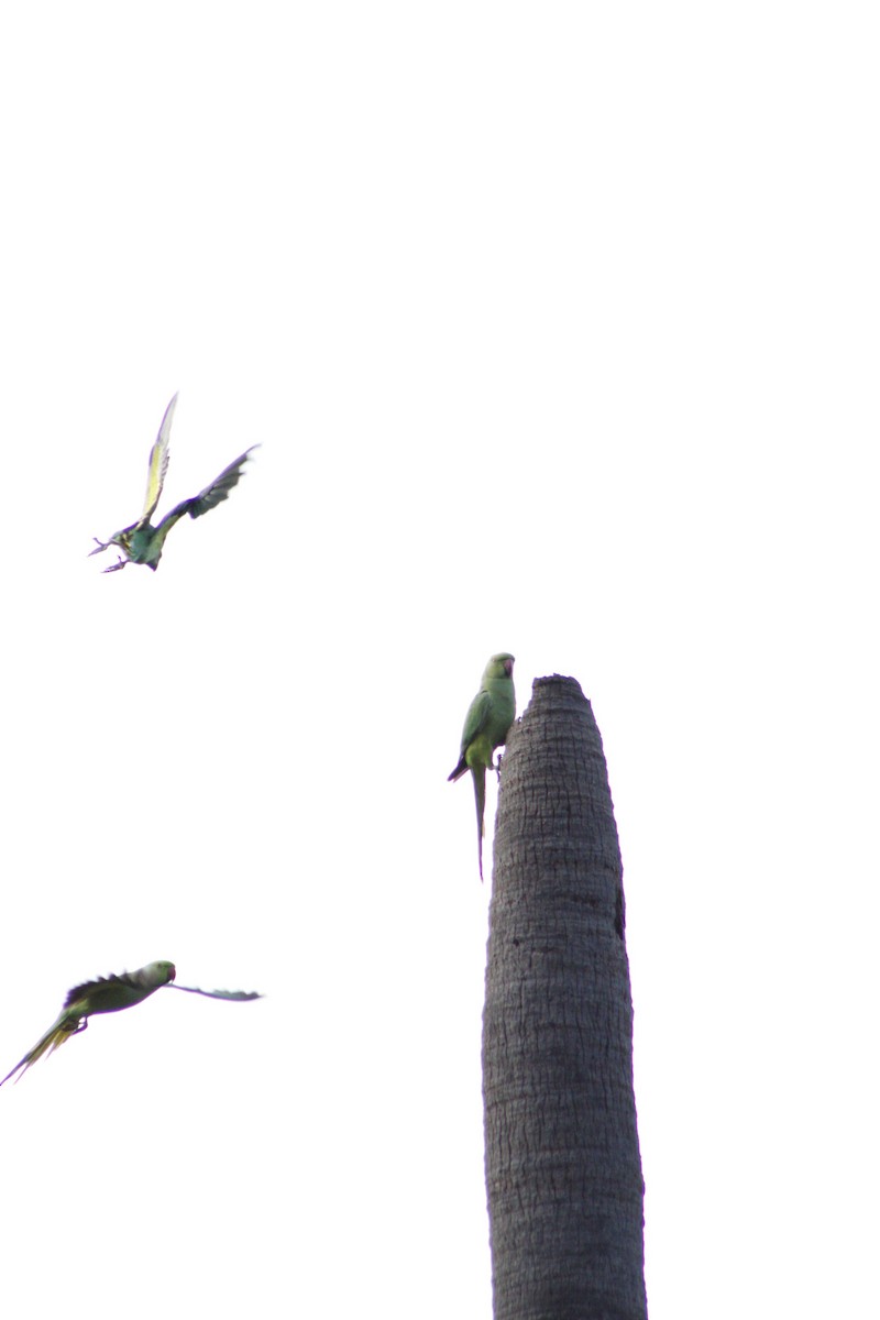 Rose-ringed Parakeet - ML286311141