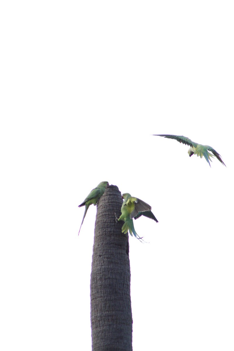 Rose-ringed Parakeet - ML286311151