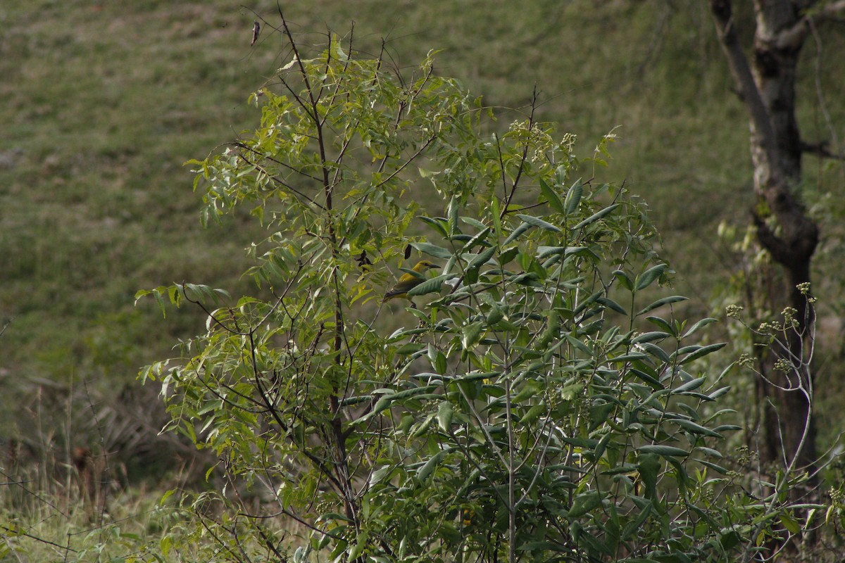 Indian Golden Oriole - ML286311841