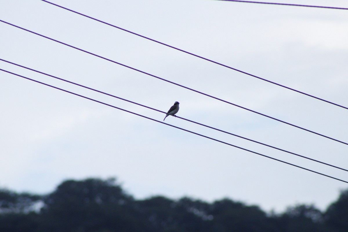 Common Woodshrike - ML286312021