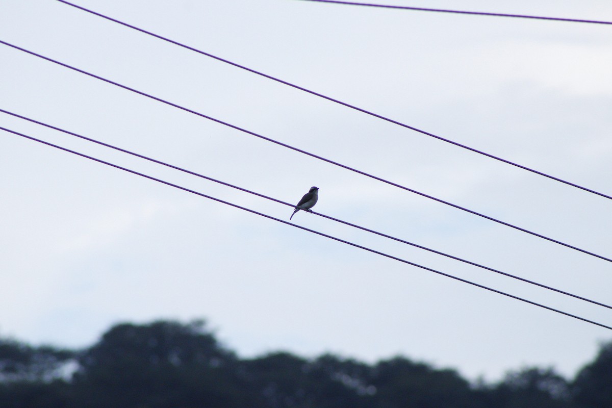 Common Woodshrike - ML286312031