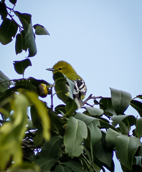 White-tailed Iora - ML286312251