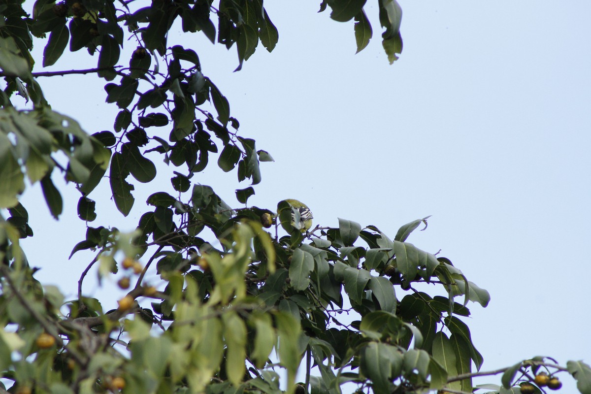 White-tailed Iora - ML286312261