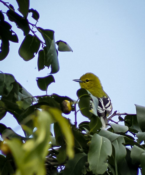 White-tailed Iora - Vijayasarathy Chinnaiah