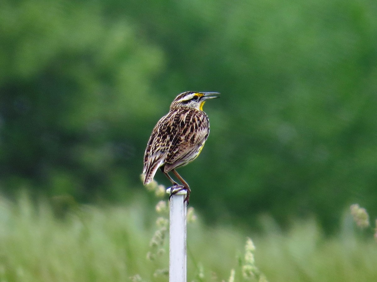 Eastern Meadowlark - ML28631341