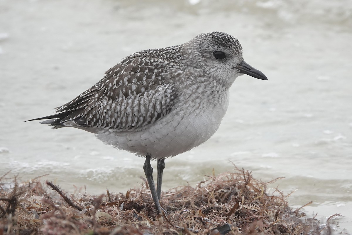 Black-bellied Plover - ML286313981