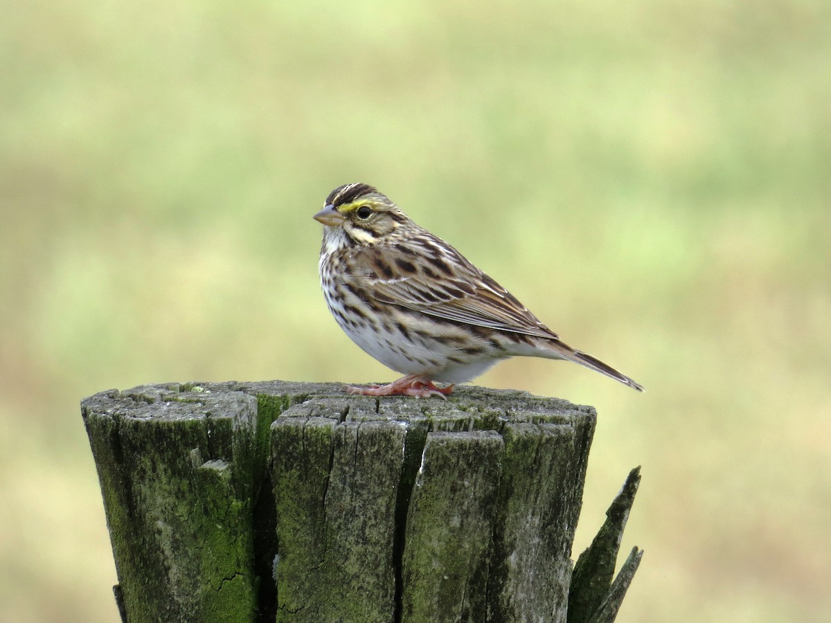 Savannah Sparrow - ML28631401