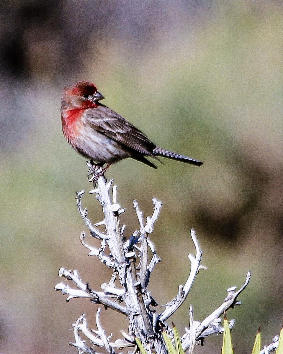 House Finch - ML286314131