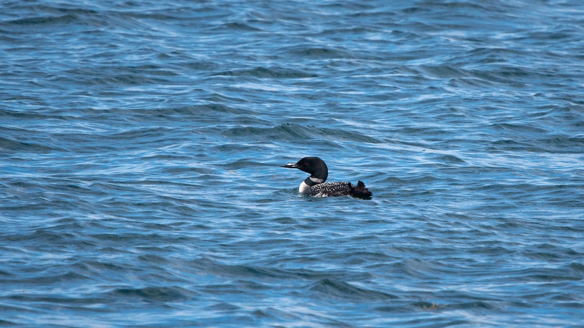 Common Loon - Mathurin Malby