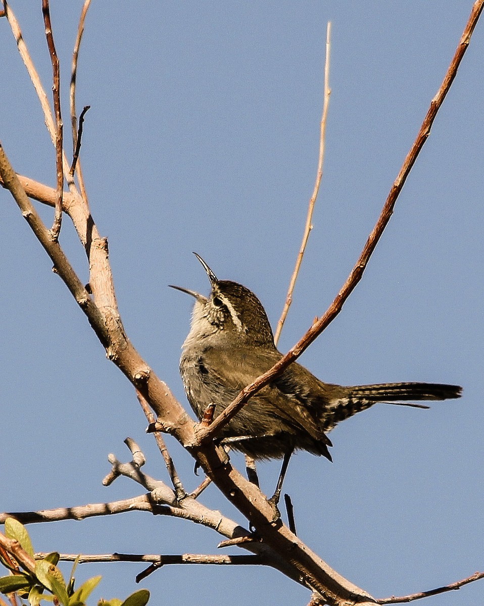 Bewick's Wren - ML286314471