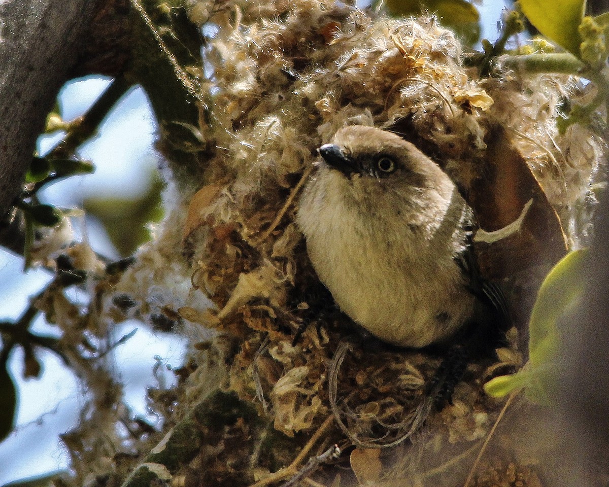 Bushtit - Tim Ludwick