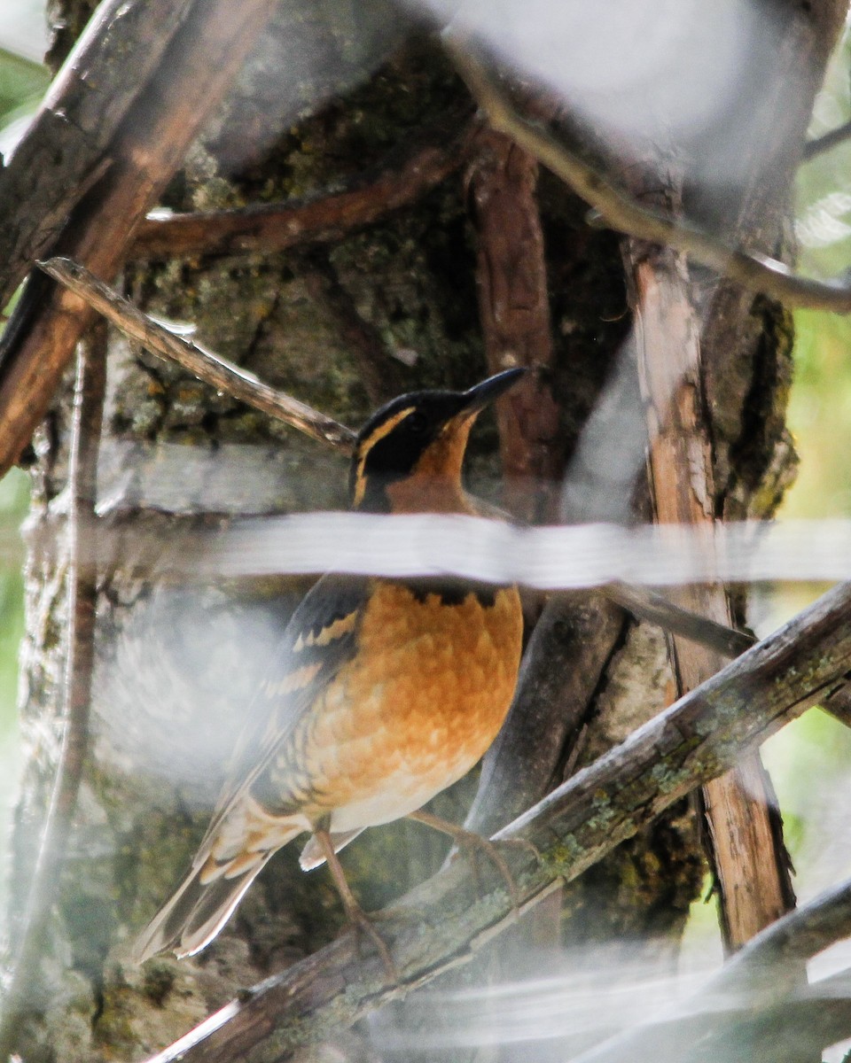 Varied Thrush - ML286315341