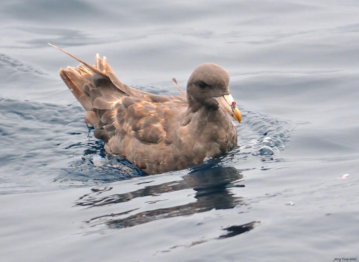 Northern Fulmar - ML286315501