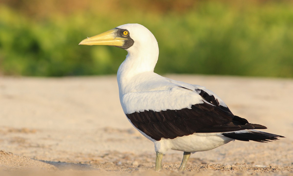 Masked Booby - Cameron Rutt