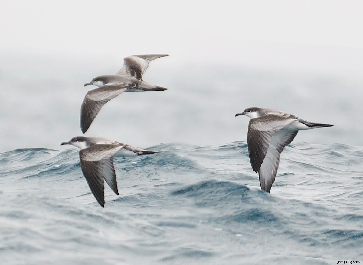 Buller's Shearwater - ML286315961