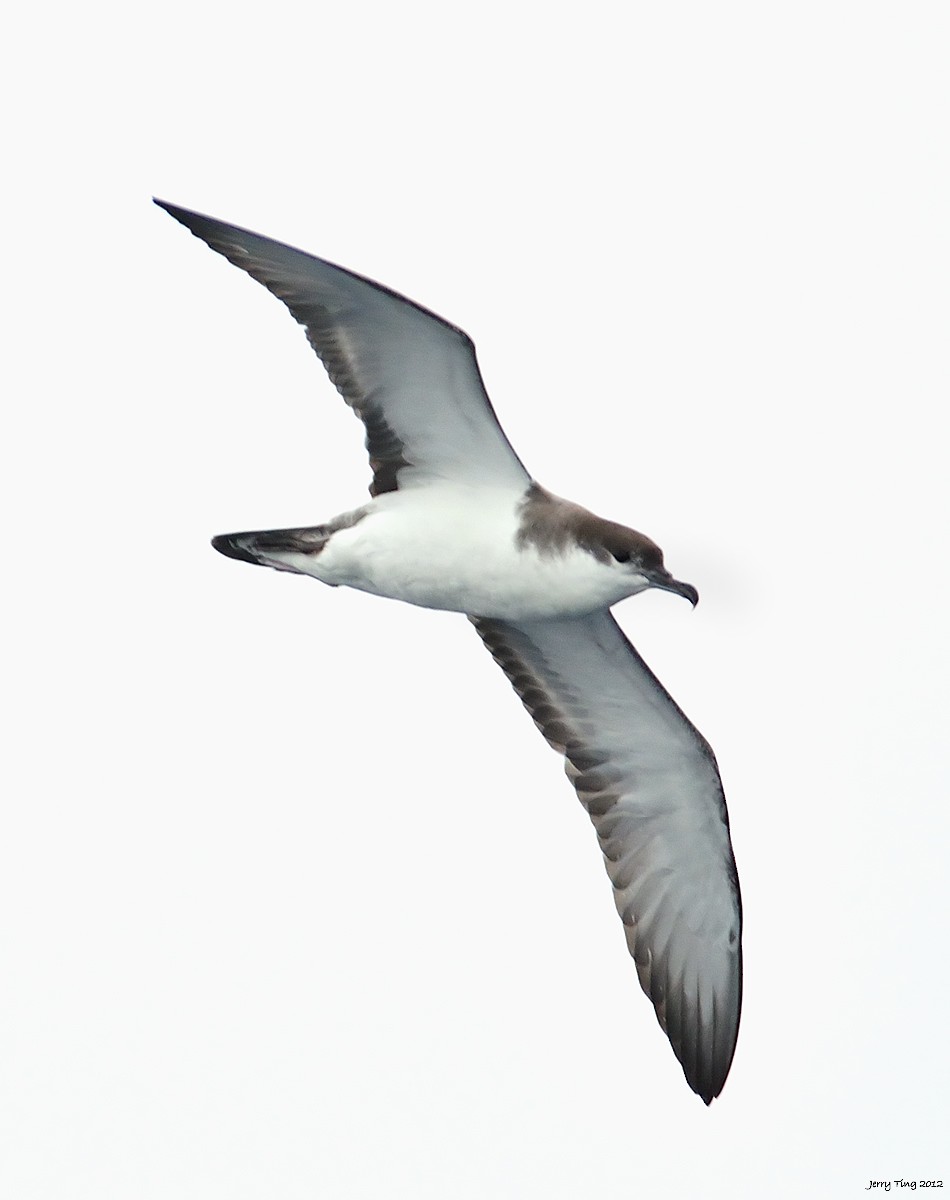 Buller's Shearwater - ML286316261