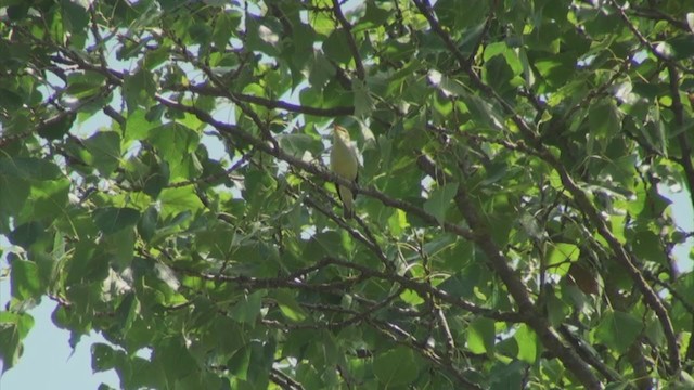 Icterine Warbler - ML286318981