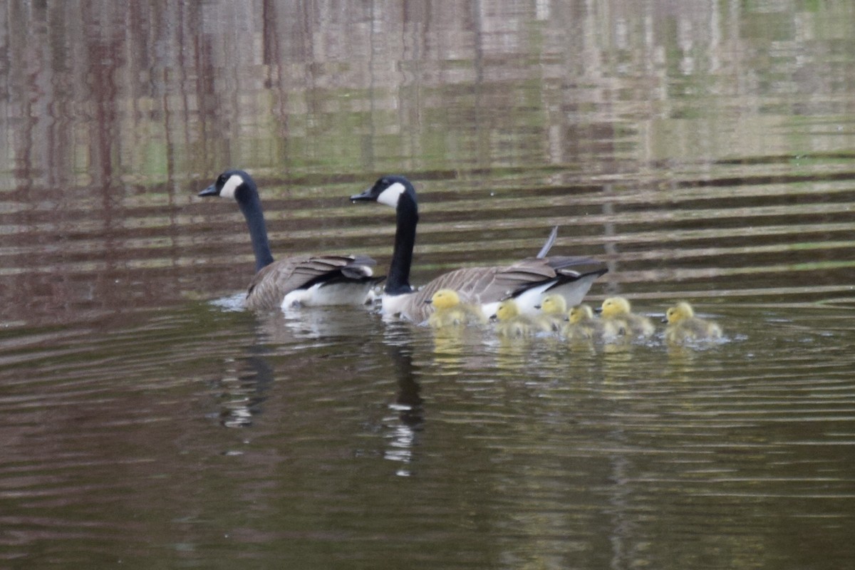 Canada Goose - ML28631951