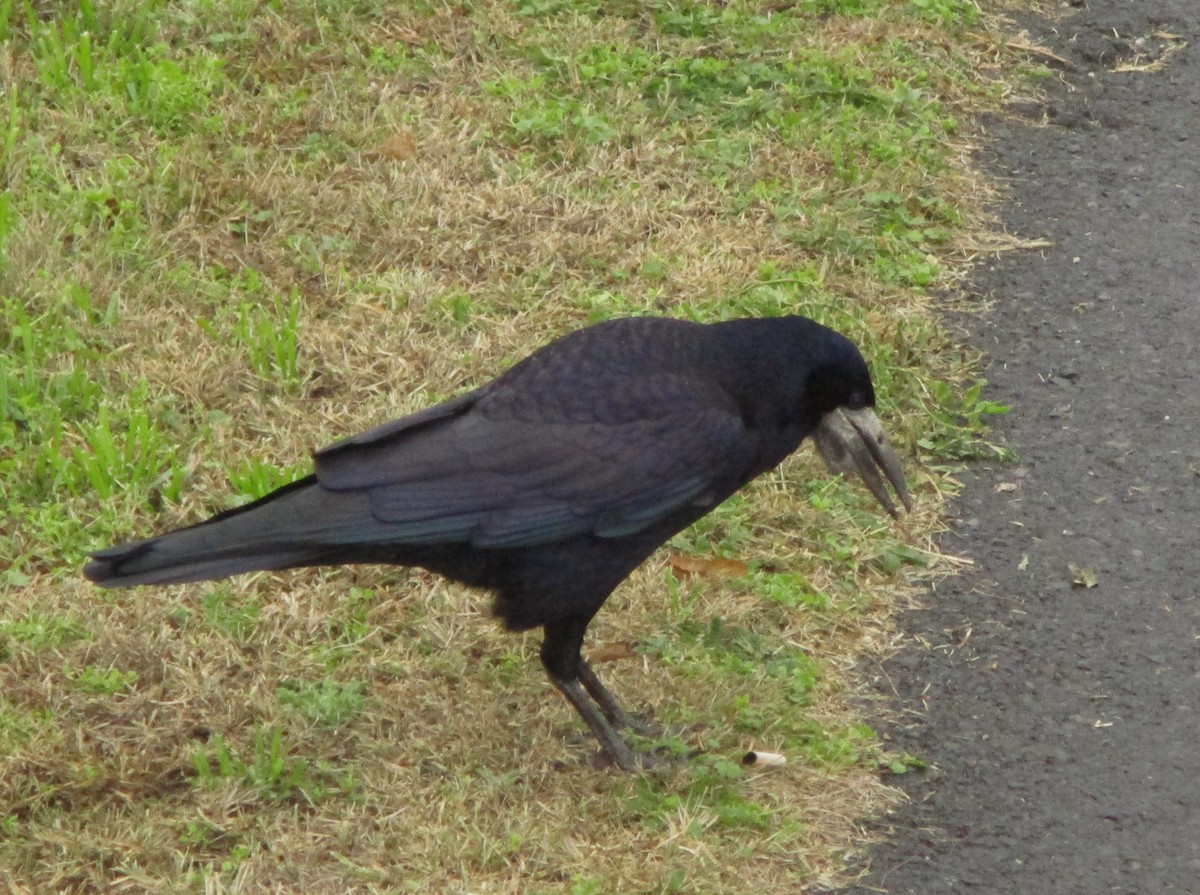 Corbeau freux - ML286319881