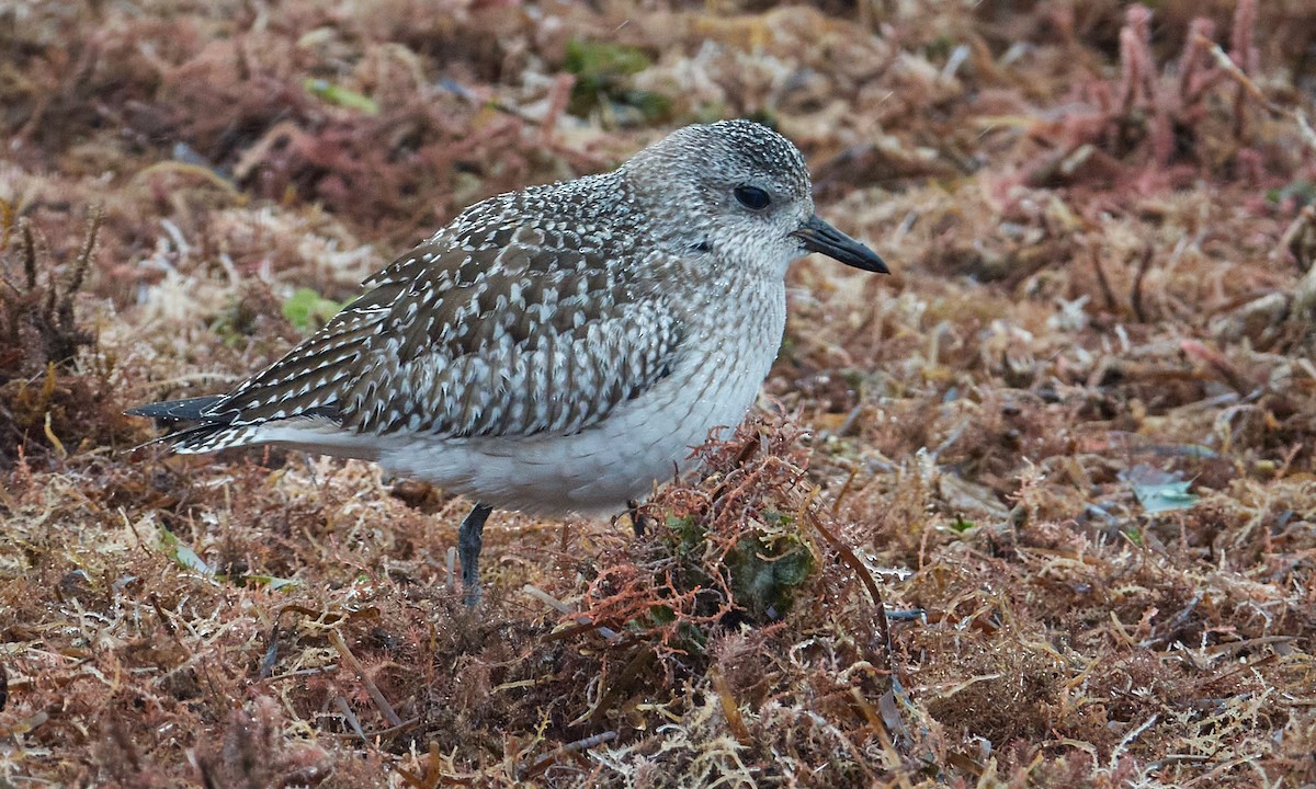 Black-bellied Plover - ML286320891