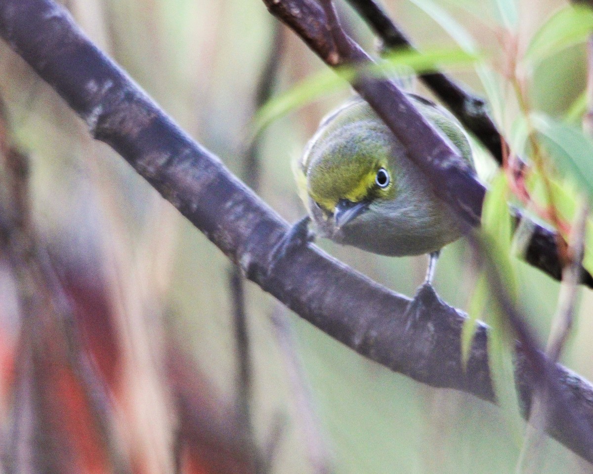 White-eyed Vireo - Tim Ludwick