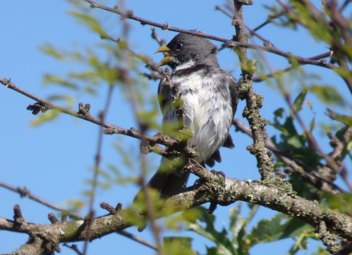 Double-collared Seedeater - ML286322071