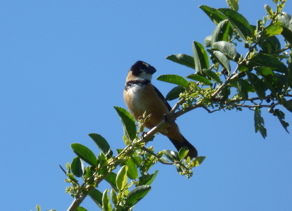 Sporophile à col fauve - ML286322181