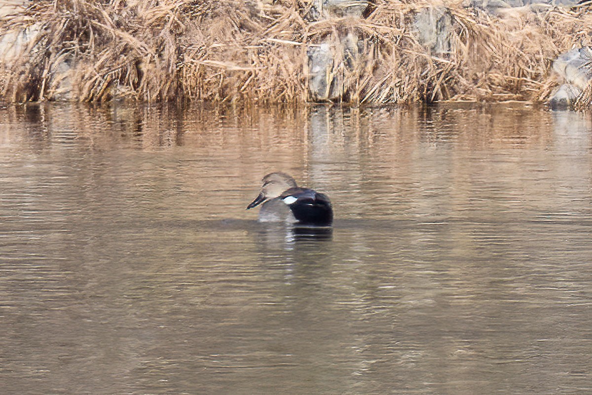 Gadwall - ML286322301