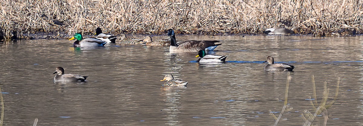 Gadwall - ML286322311