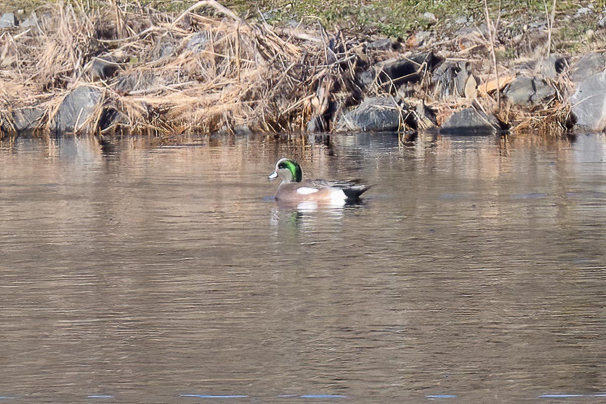 American Wigeon - Paul Beerman