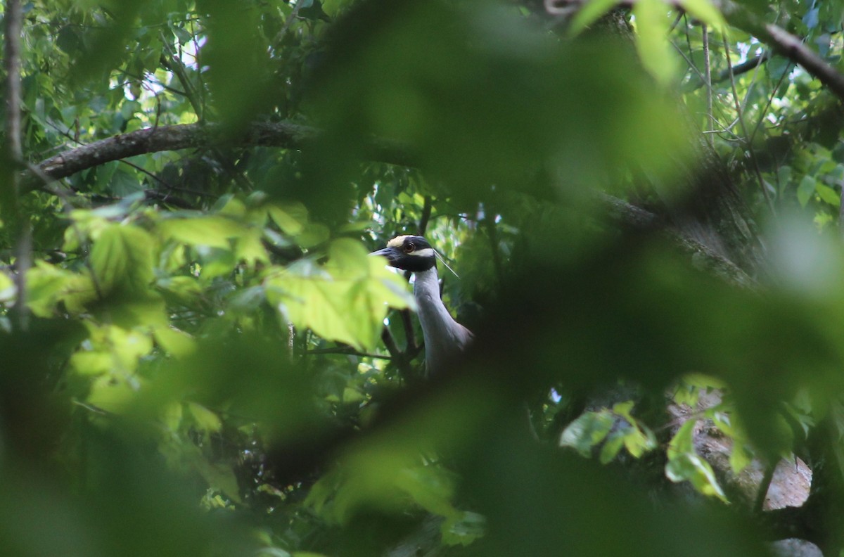 Yellow-crowned Night Heron - ML28632241