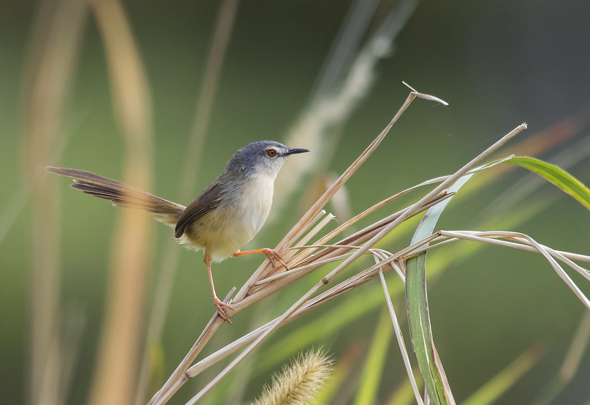 Yellow-bellied Prinia - ML286322521