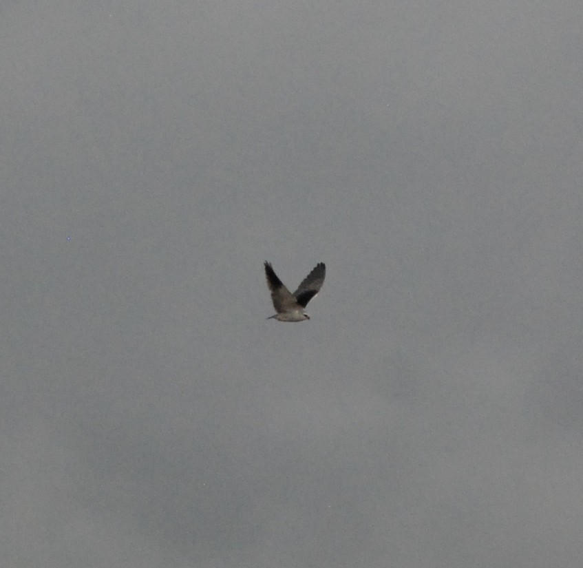 Black-winged Kite - ML286322811