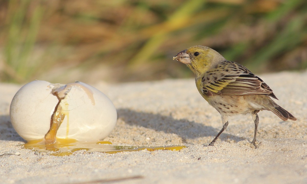 Laysan Finch - Cameron Rutt