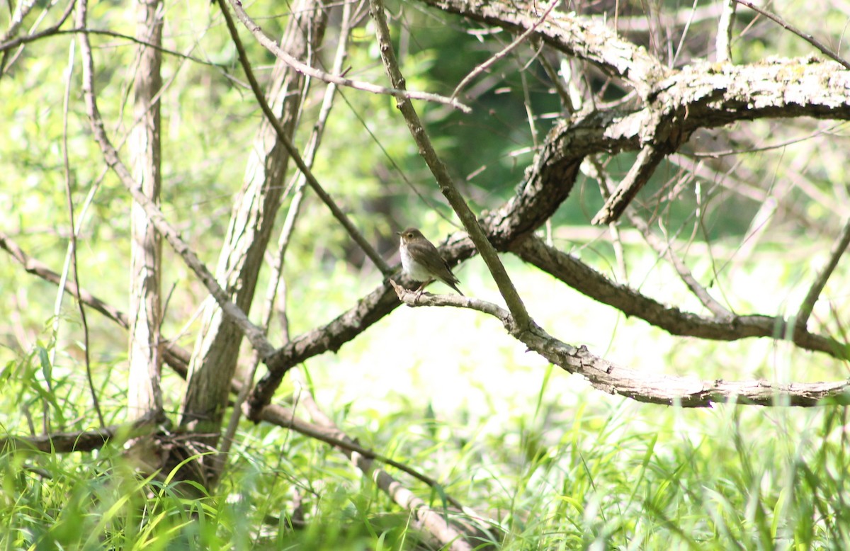 Swainson's Thrush - ML28632311