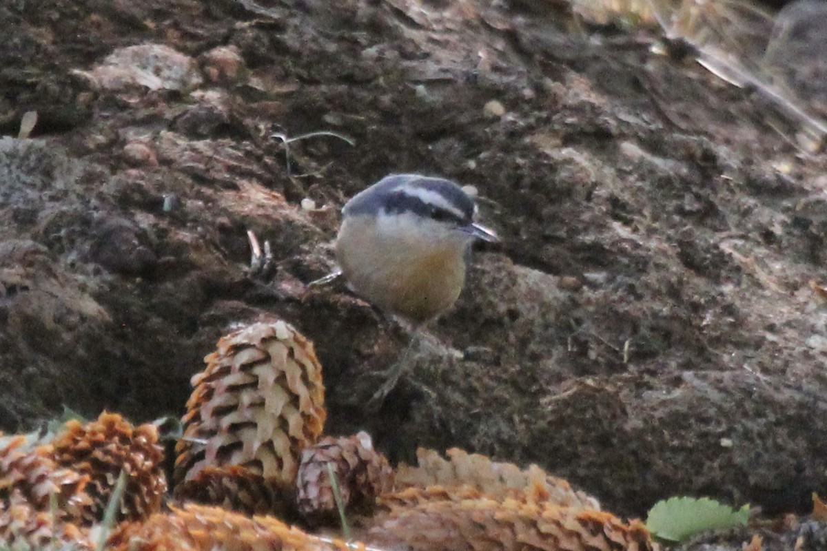 Red-breasted Nuthatch - ML286323261