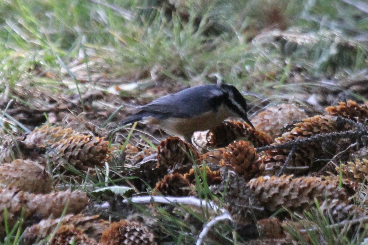 Red-breasted Nuthatch - ML286323271