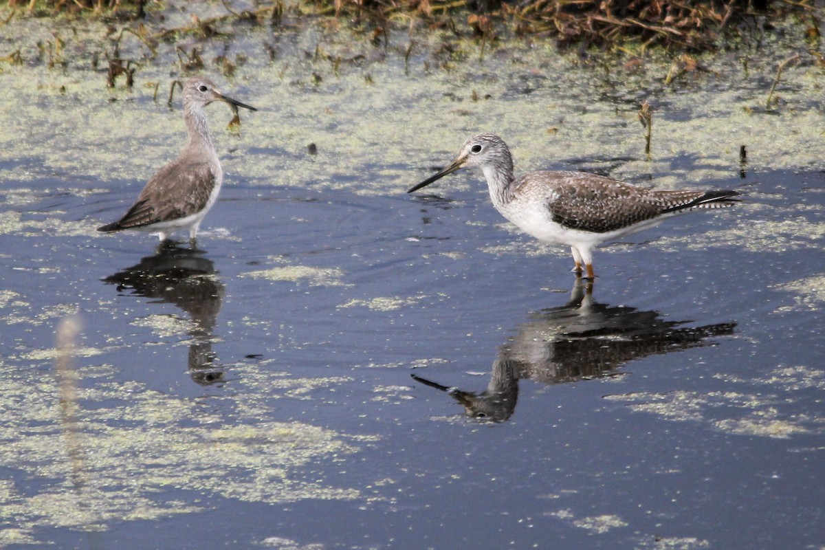 Greater Yellowlegs - ML286324131