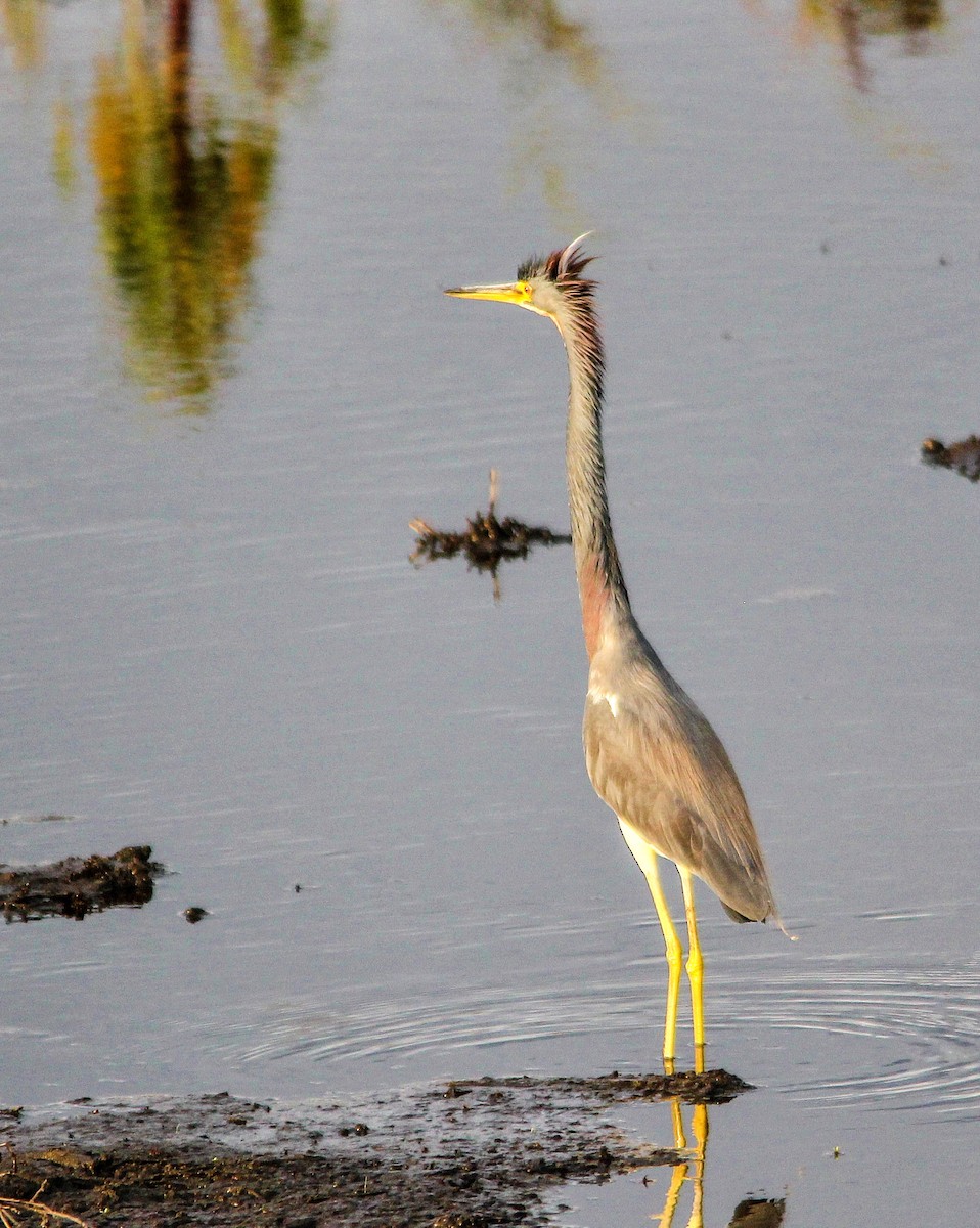 Tricolored Heron - ML286324311