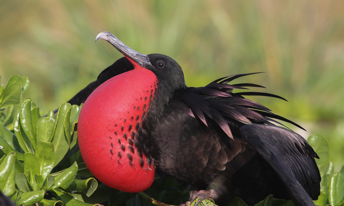 Great Frigatebird - ML28632541