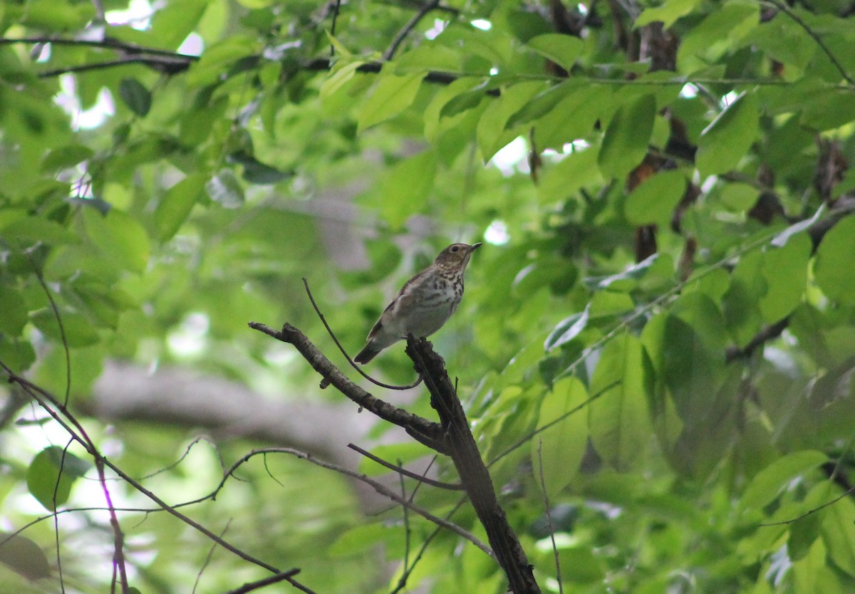 Swainson's Thrush - Edward Landi