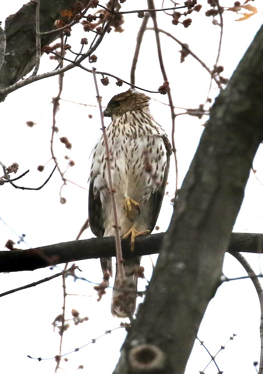 Cooper's Hawk - ML286328451